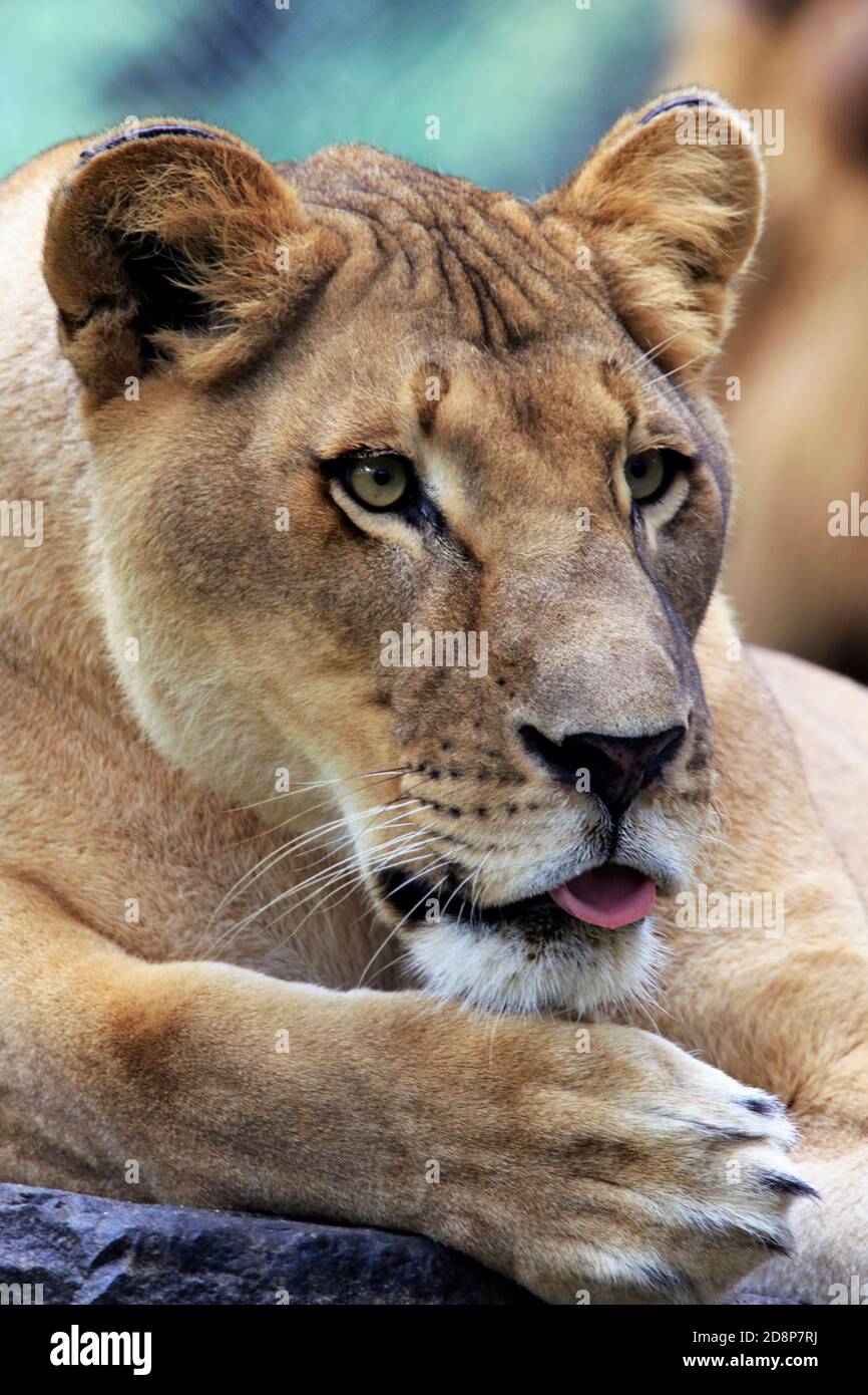 Eine weibliche Afrikanische Löwe, Panthera Leo, im Cape May County Zoo, New Jersey, USA Stockfoto