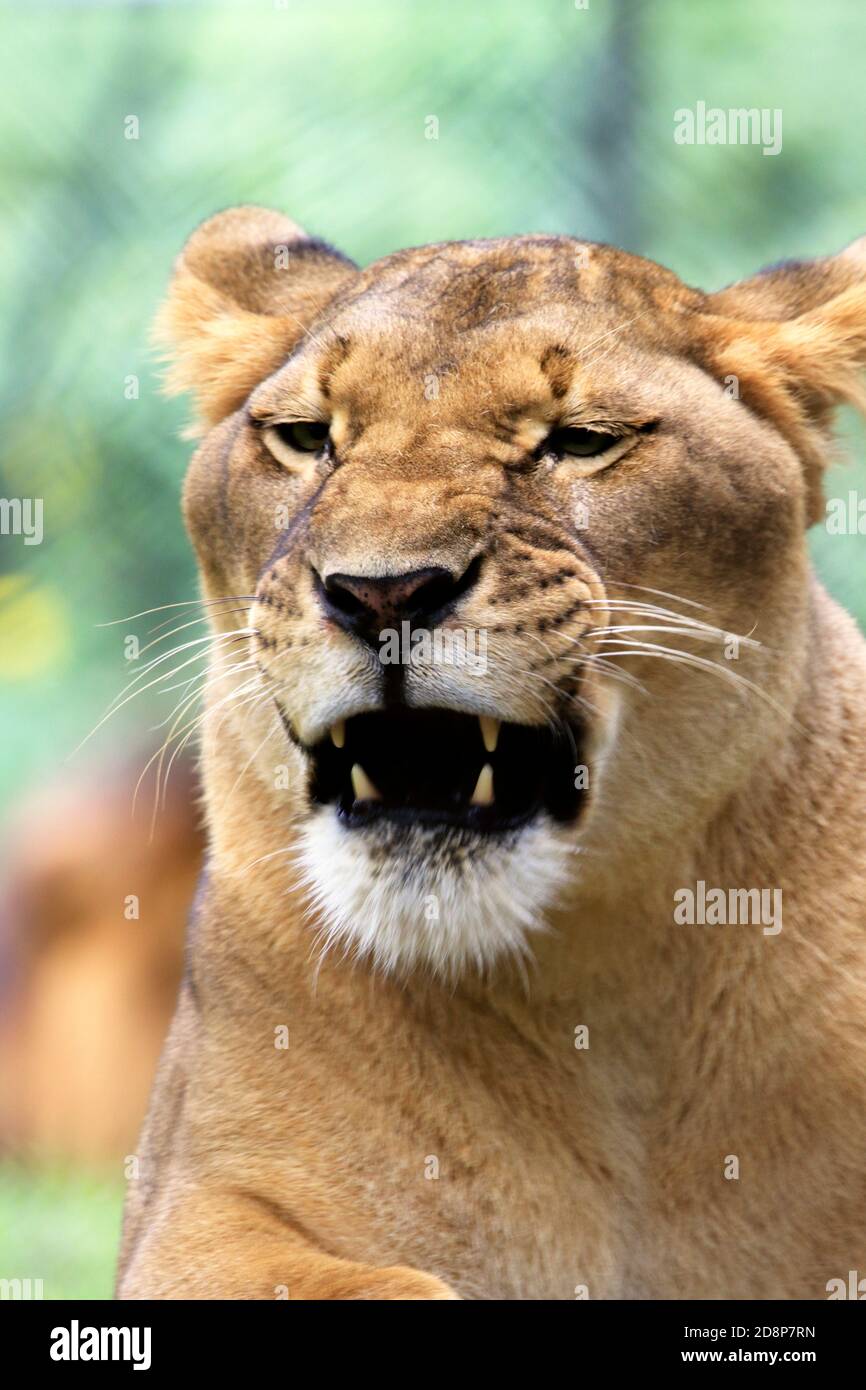 Eine weibliche Afrikanische Löwe, Panthera Leo, im Cape May County Zoo, New Jersey, USA Stockfoto