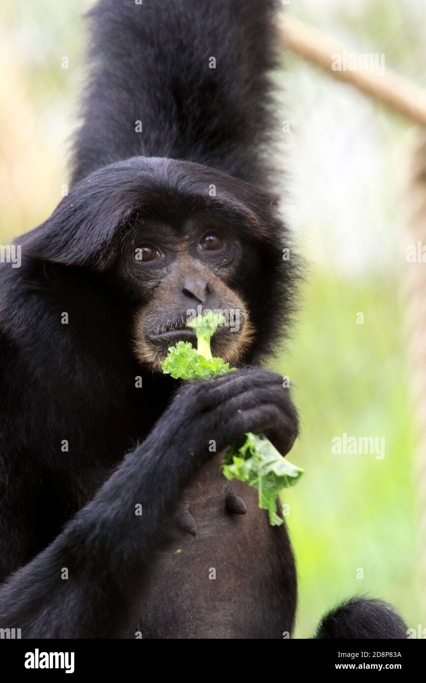 Ein Siamang, Symphalangus syndactylus, Essen. Cape May County Zoo, New Jersey, USA Stockfoto