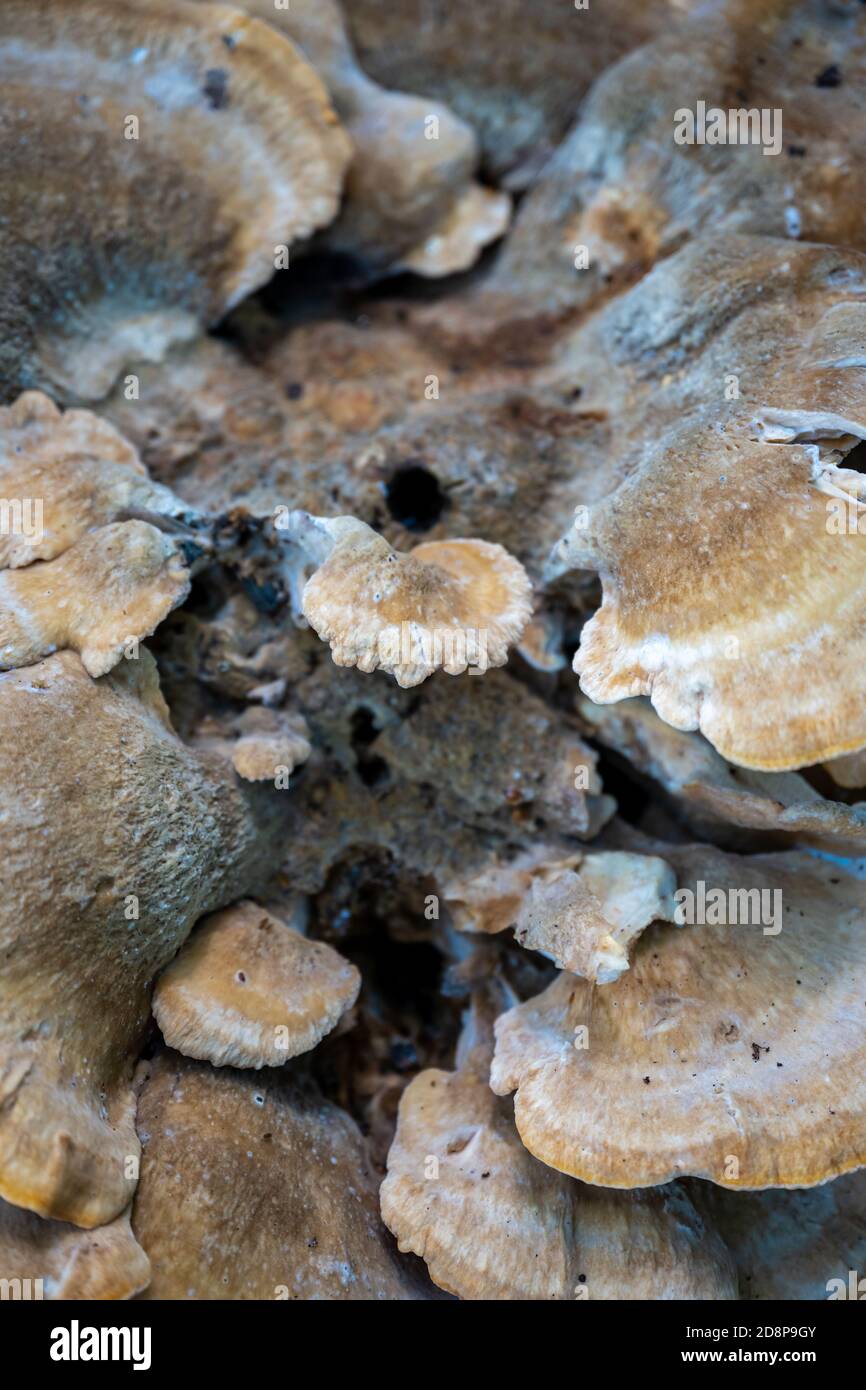 Die Masse der Pilze wächst auf dem Baumstamm Stockfoto