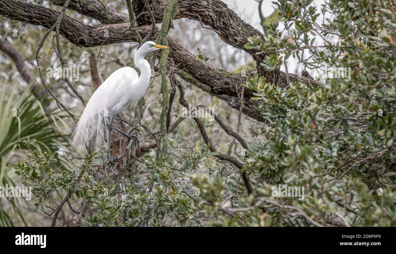 Ein Silberreiher im Brutgefieder in einem tropischen, grünen Dschungel ähnlichen Setting. Stockfoto