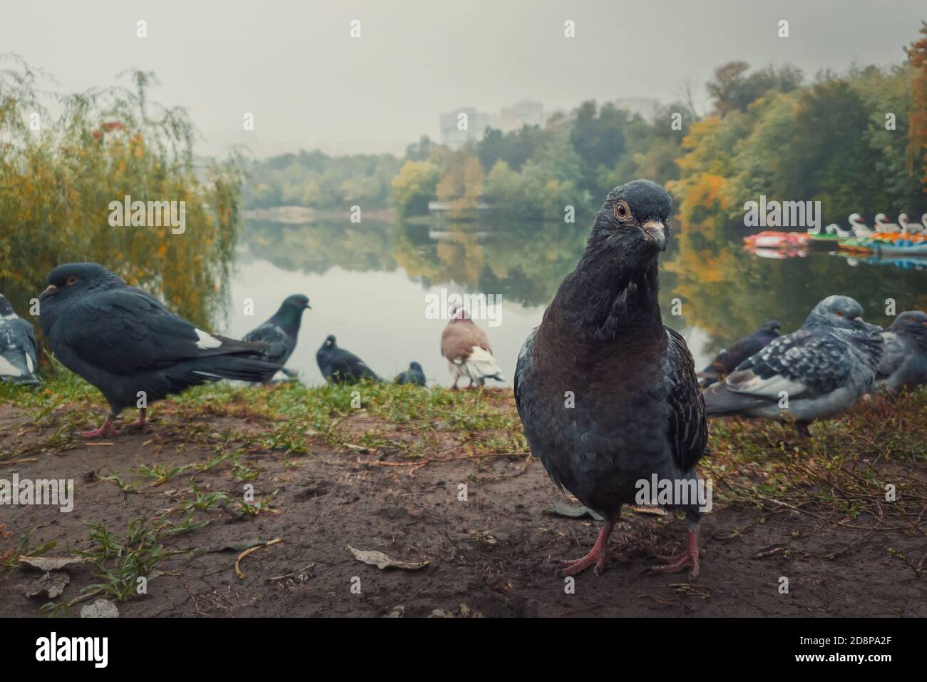 Nahaufnahme Porträt einer einzelnen Taube auf dem Boden im Herbstpark. Neugieriger Vogel, der aufmerksam auf die Kamera schaut, voller Körperlänge posiert. Wilde Taube am Stockfoto