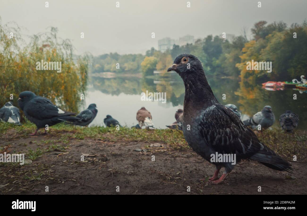 Nahaufnahme Porträt einer einzelnen Taube auf dem Boden im Herbstpark. Neugieriger Vogel, der aufmerksam auf die Kamera schaut, voller Körperlänge posiert. Wilde Taube am Stockfoto