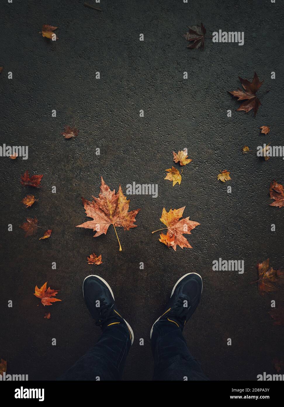 Herbstsaison Lifestyle. High-Angle-Ansicht der Mann Füße auf der Asphaltstraße mit gefallenen verrosteten Ahornblätter. Saisonale Hintergrund, Liebe Herbst Stimmung konzeptu Stockfoto