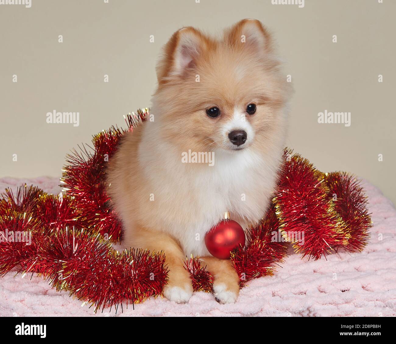 Niedliche pommern mit weihnachtsbaum Spielzeug Stockfoto