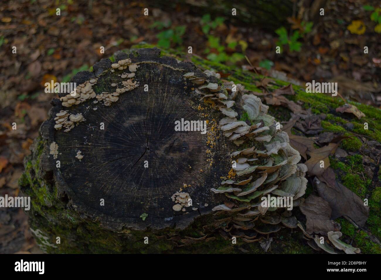 Putenschwanzpilze, die auf einem Baumstamm wachsen Stockfoto