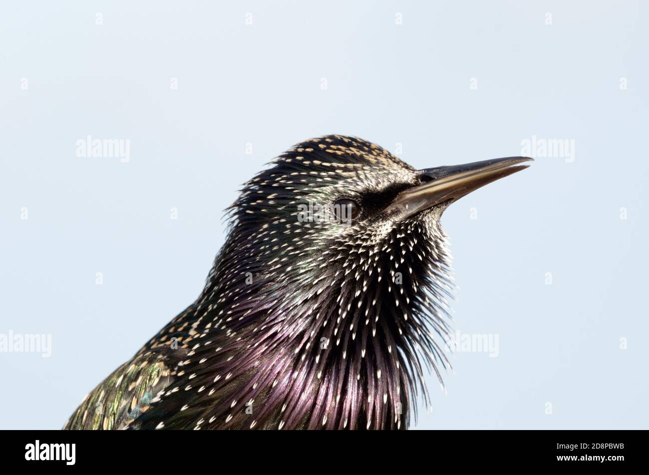 Seitenansicht des Vogels, schillerndes Gefieder eines erwachsenen Sterns in vollem Gesang mit offenen Kehlfedern. Stockfoto