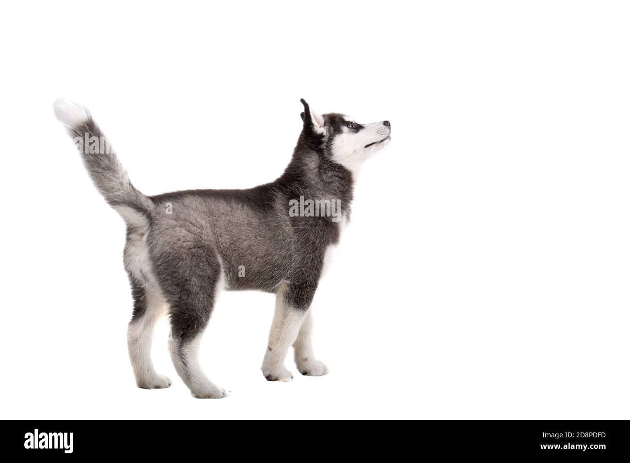 Sibirischer Husky Welpe, 3 Monate alt vor weißem Hintergrund. Siberian Husky isoliert auf weißem Hintergrund. Studioaufnahme eines lustigen Husky Welpen in Stockfoto