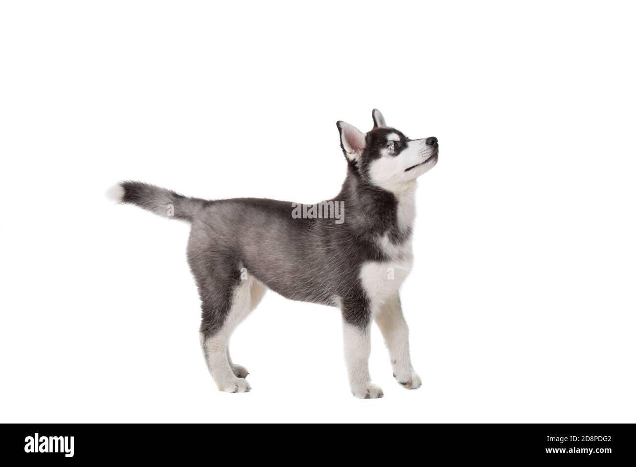 Sibirischer Husky Welpe, 3 Monate alt vor weißem Hintergrund. Siberian Husky isoliert auf weißem Hintergrund. Studioaufnahme eines lustigen Husky Welpen in Stockfoto