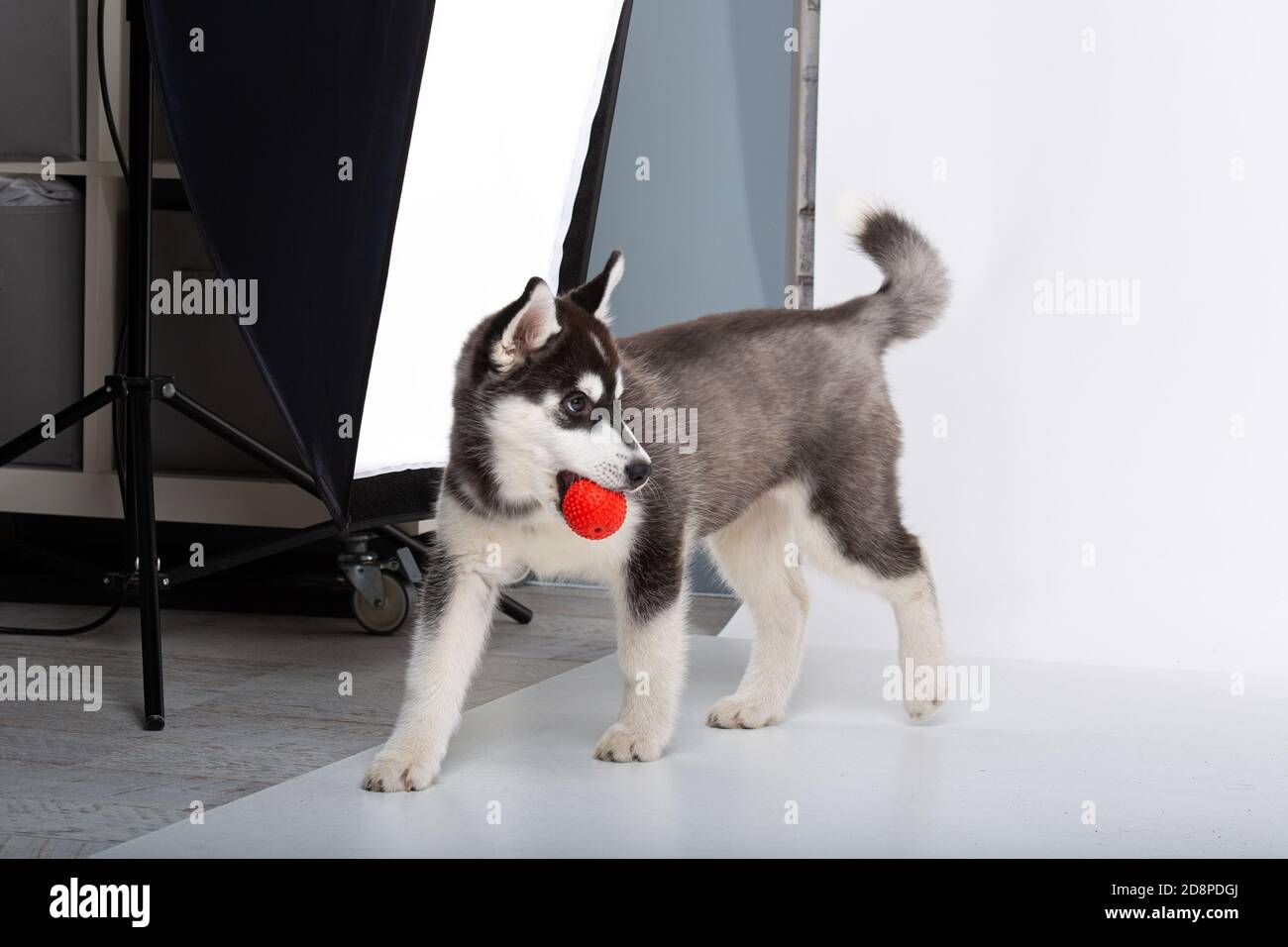 Lustige schwarz-weiße Wolle Welpen reinrassig Husky weibliche Welpen auf weiß isoliert Hintergrund im Studio. Lächelndes Gesicht von inländischen reinrassigen Hund mit Pointy Stockfoto