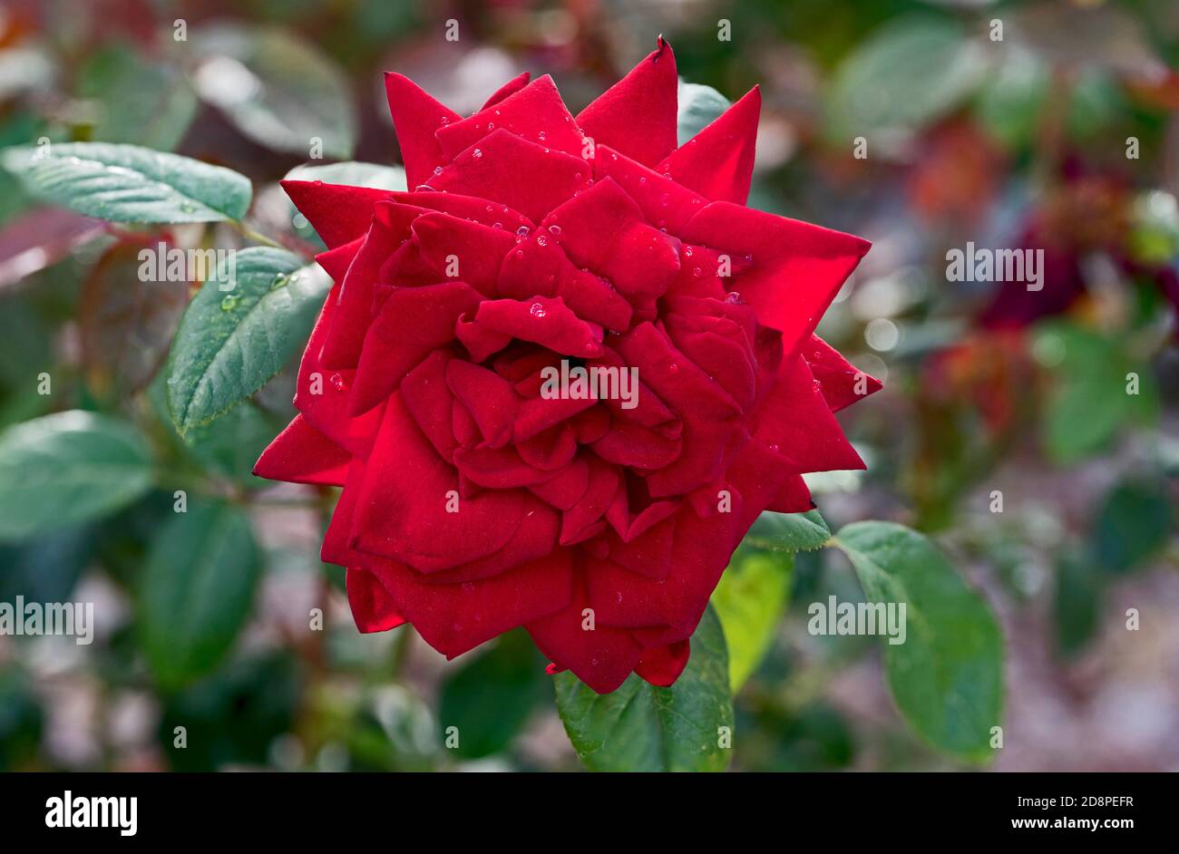 Rote Rose blüht im Südwesten der USA Stockfoto