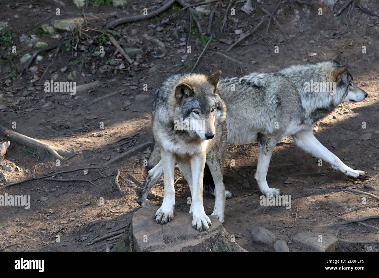 Holzwehen in Familiengruppe (Packung) Stockfoto