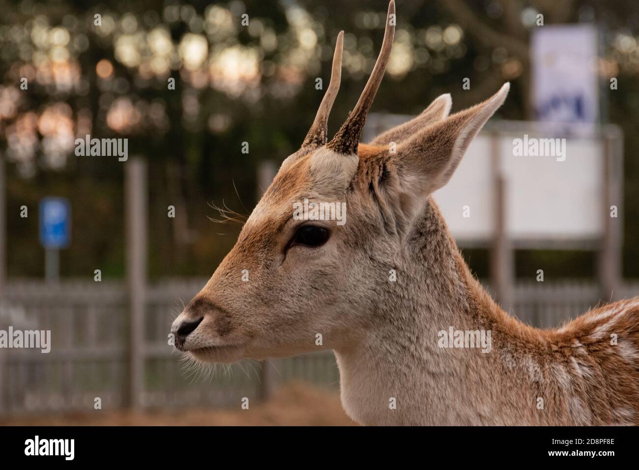 Rotwild close-up Stockfoto