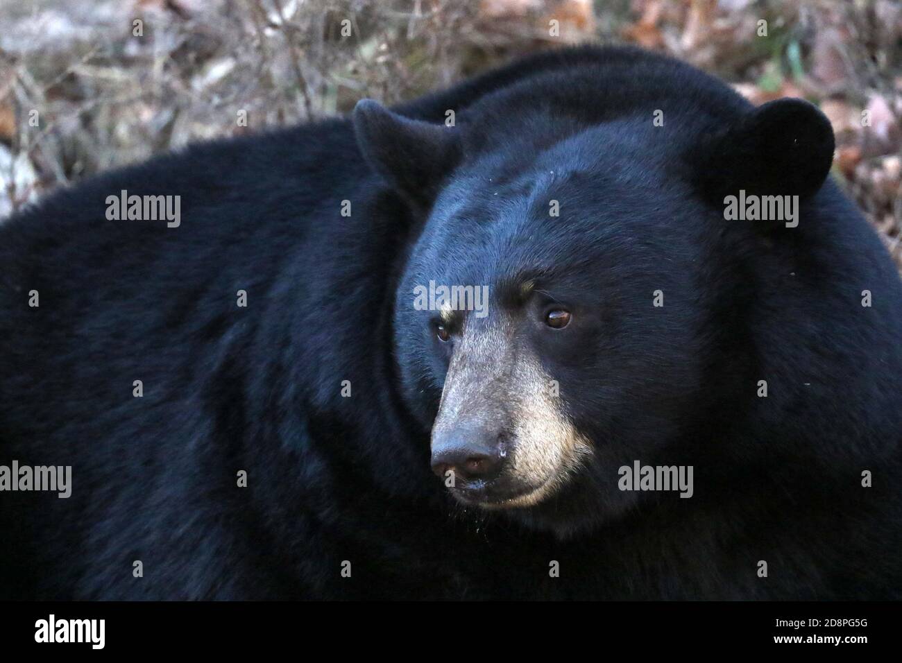 Grosser Blauer Bar Stockfotos Und Bilder Kaufen Alamy