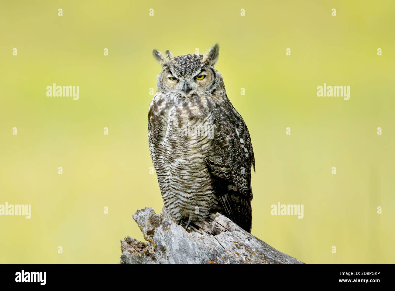 Eine große gehörnte Eule auf einem Stumpf im Kootenai Wildlife Refuge in der Nähe Bonners Ferry, Idaho. Stockfoto