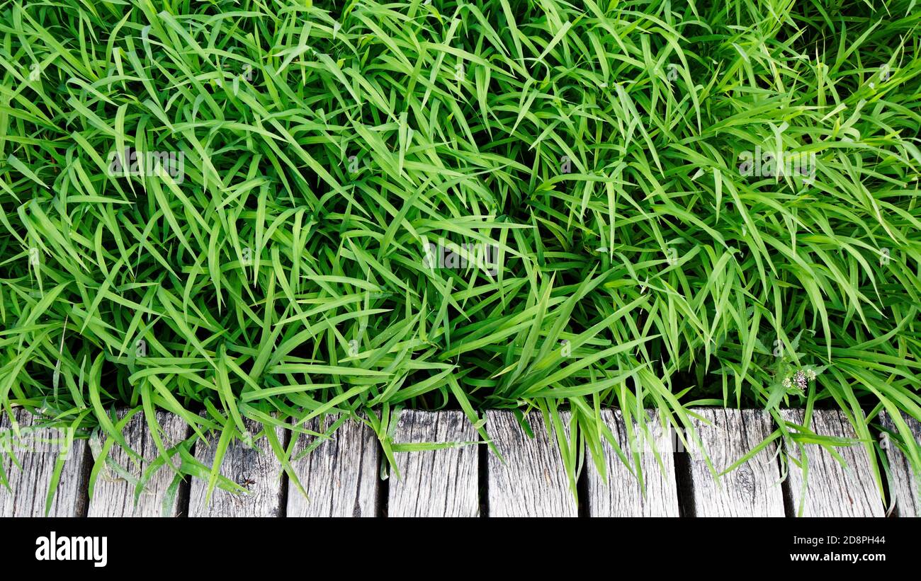 Blick von oben auf grünes frisches Gras und Holzplanken Stockfoto