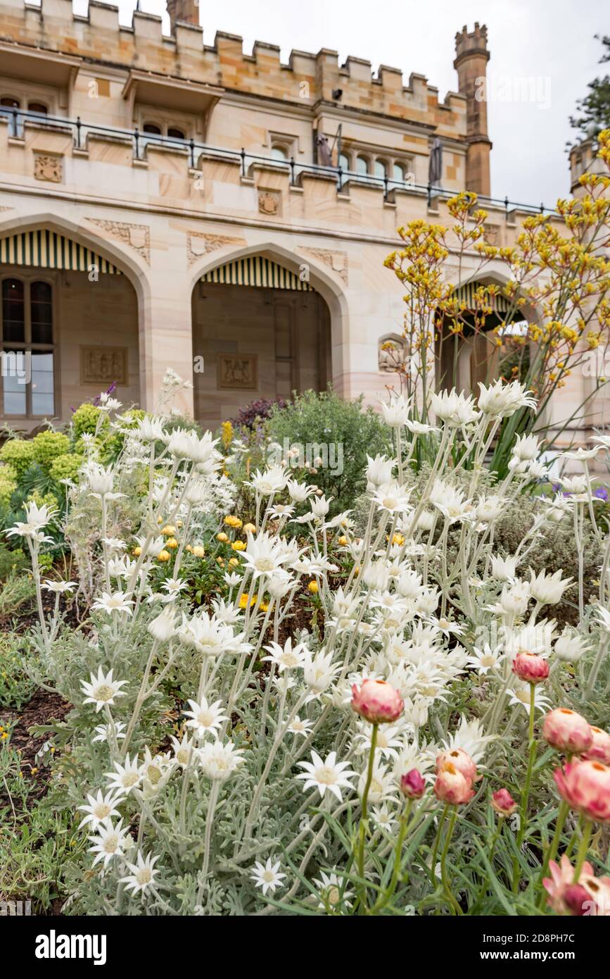 Blühende Flanellblumen (Actinotus helianthi) im Government House in Sydney, New South Wales, Australien Stockfoto