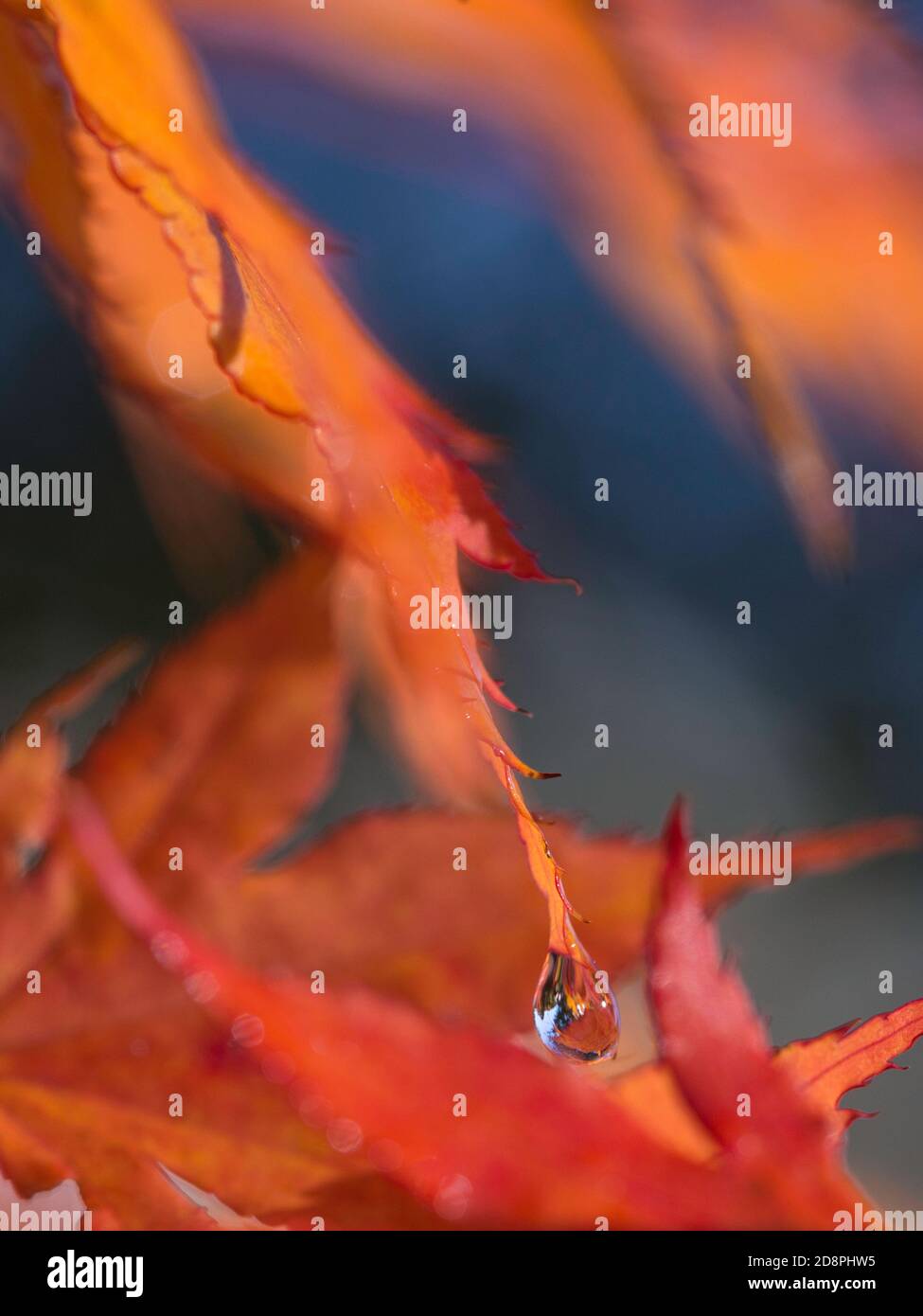 Ein einzelner Tautropfen hängt von einem orangen Ahornblatt ab Stockfoto