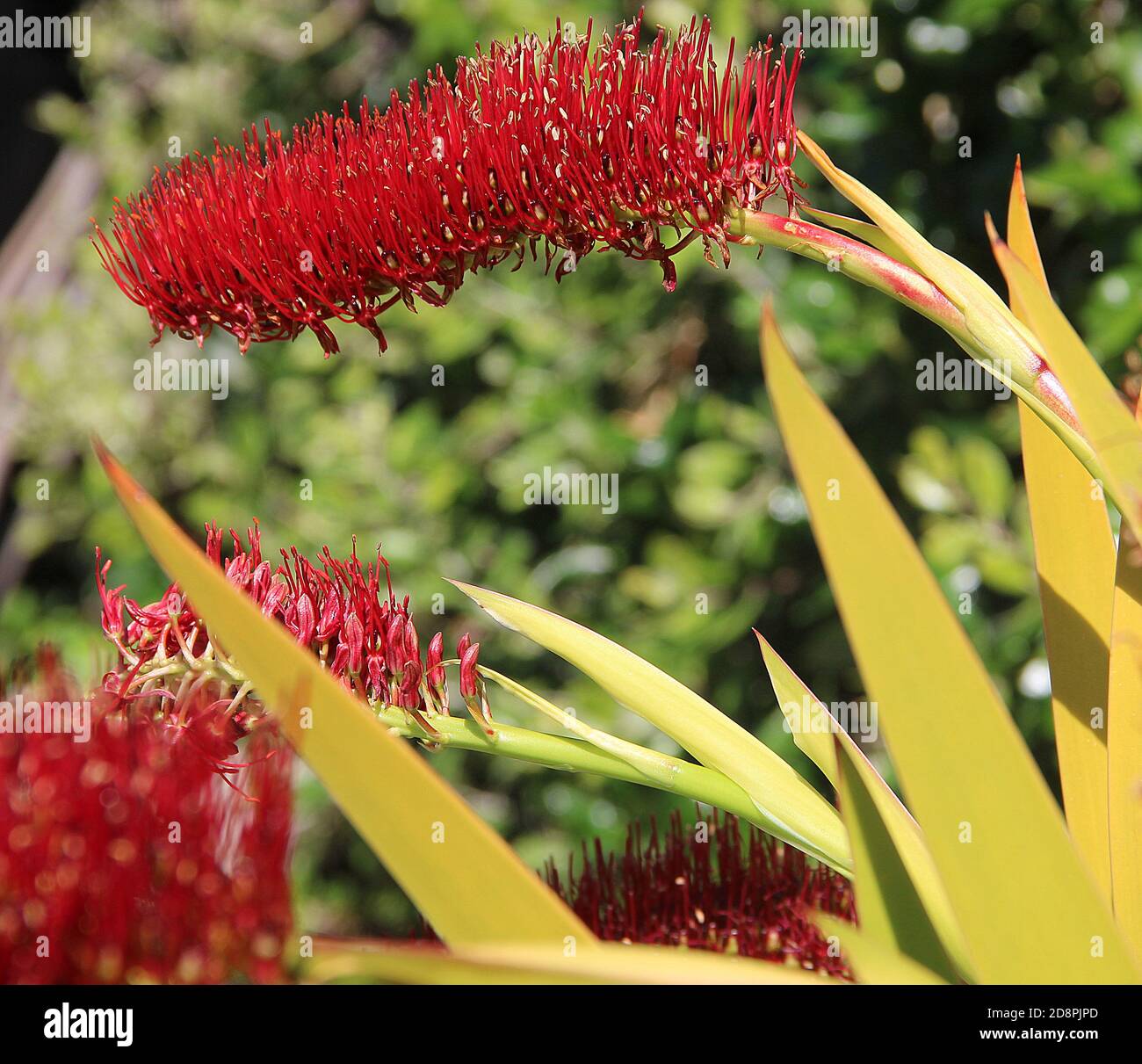 Arme Ritterlilie (Xeronema callistemon) Stockfoto