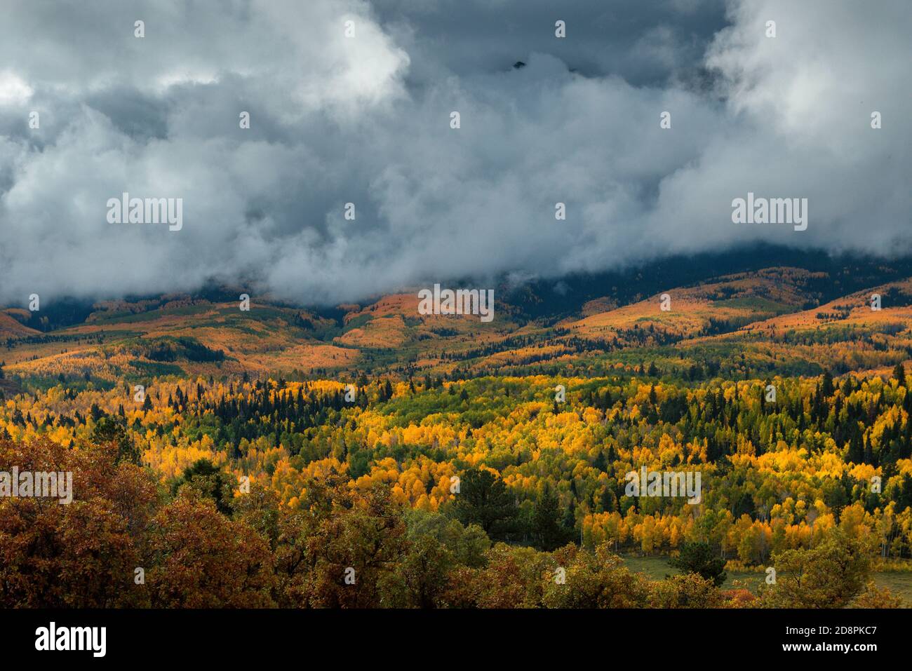 Approaching Storm, Aspen, Populus Tremula, Eiche, Quercus Gambelii, Dallas Divide, Uncompahgre National Forest, Colorado .psd Stockfoto