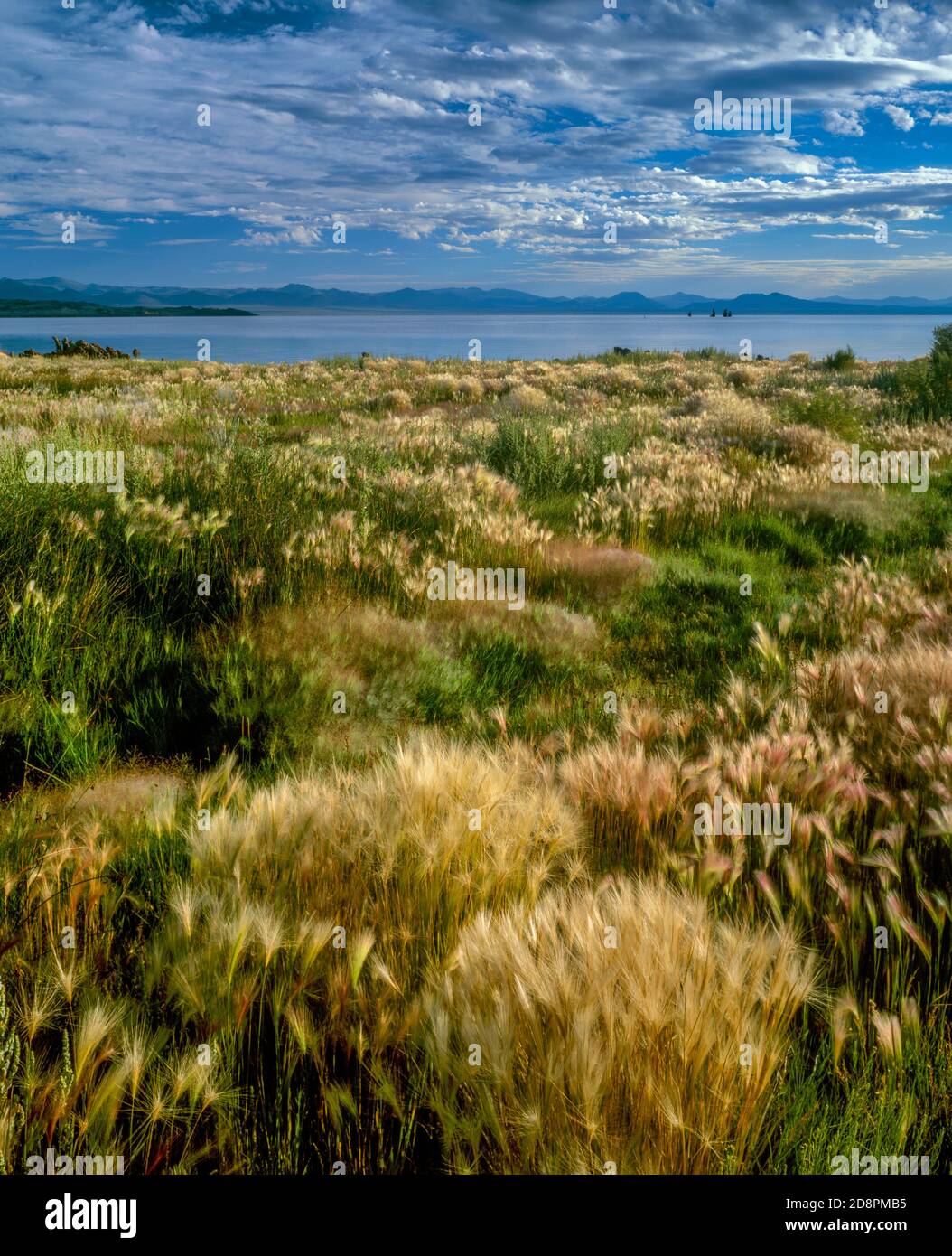 Foxtail Barley, Mono Lake, Mono Basin National Forest Scenic Area, Inyo National Forest, Kalifornien Stockfoto