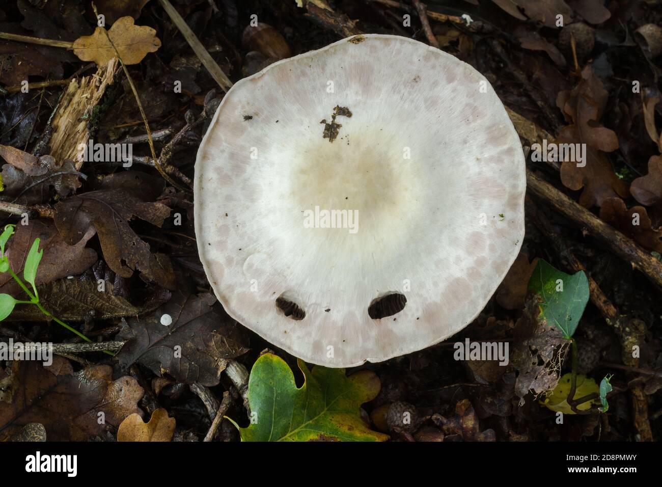 Die Spitze eines älteren Agaricus placomyces Pilzes. Diese Probe misst 14 cm. Stockfoto