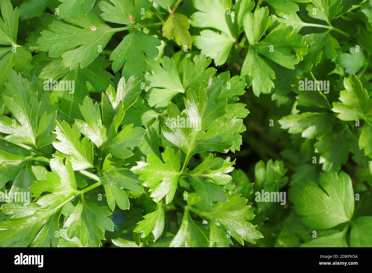 Mcaro Hintergrund von frischen grünen Petersilienblättern Stockfoto