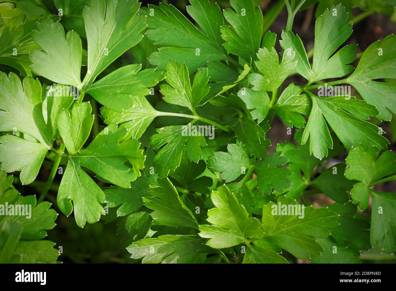 Mcaro Hintergrund von frischen grünen Petersilienblättern Stockfoto