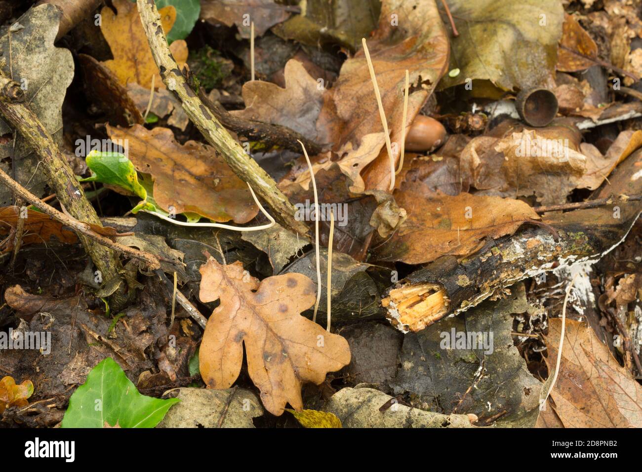Der Clavaria fragilis Pilz oder weiße Spindeln Pilze. Stockfoto