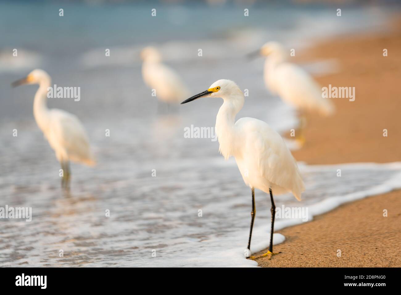 Ein Schneegreiher steht mit seiner Herde als der Ocean Surf Rolls to Shore Stockfoto