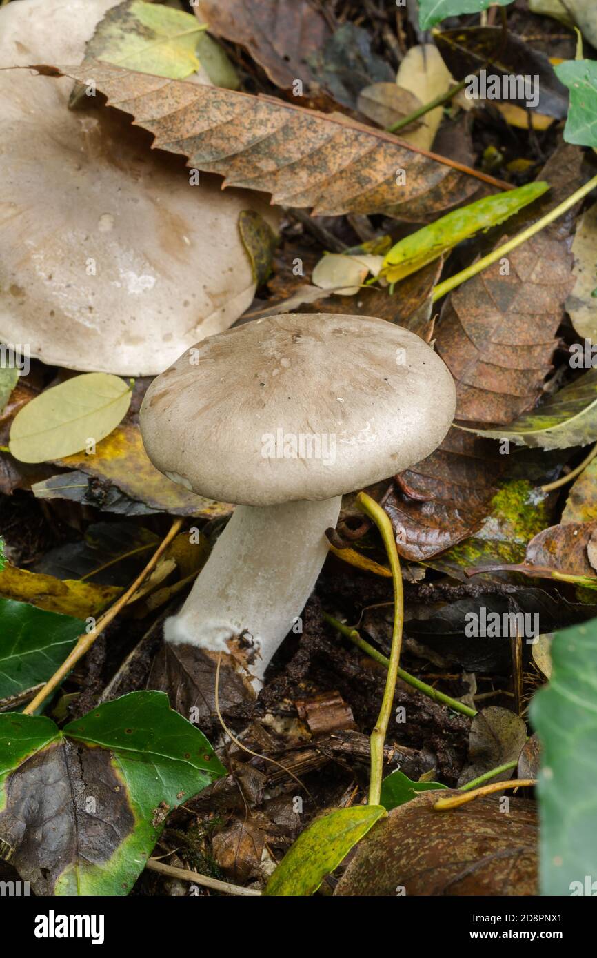 Ein junger Nebeltrichter Pilz oder Clitocybe nebularis. Stockfoto