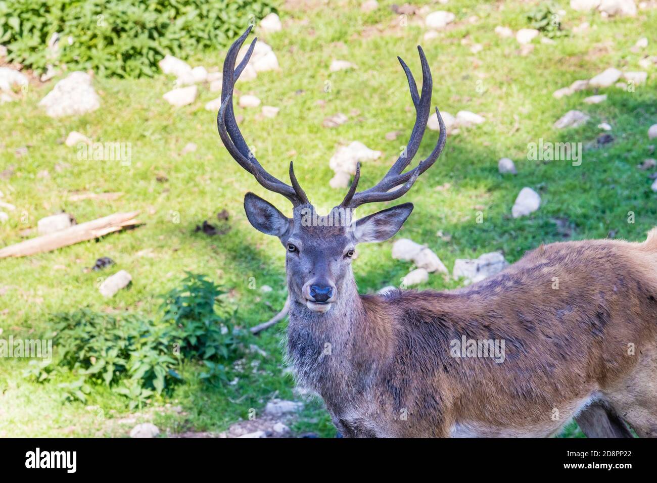 Hirsch im schönen Herbstwald im Jura, Frankreich Stockfoto