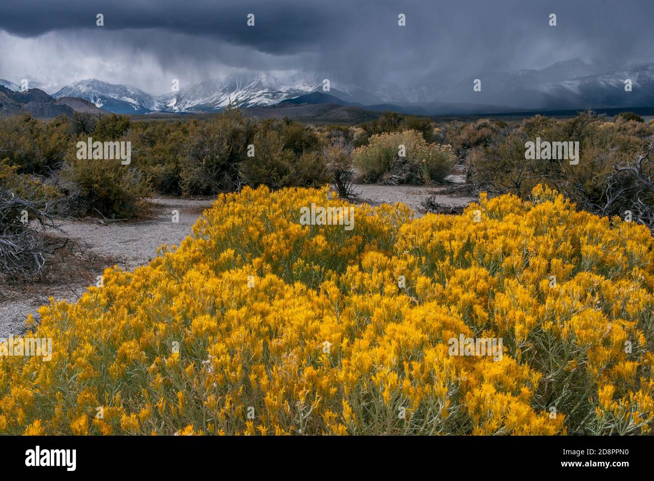 Approaching Storm, Rabbitbrush, Ericameria nauseosa, Mount Gibbs, Mount Dana, östlichen Sierra, Mono Basin National Forest Scenic Area, Inyo National Fo Stockfoto