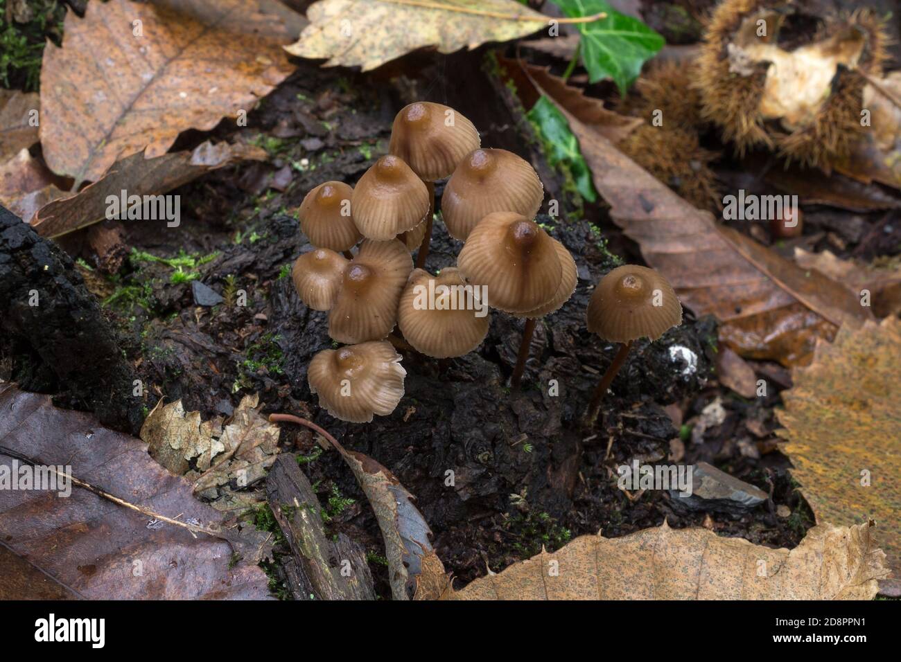 Eine Gruppe geclusterter Haubenpilze oder mycena inclinata, die auf einem verrottendem Ast wachsen. Stockfoto