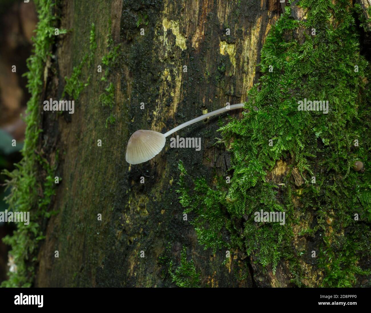 Der gemeine Haubenpilz oder mycena galericulata, der aus einem verfallenden Baumstamm wächst. Stockfoto