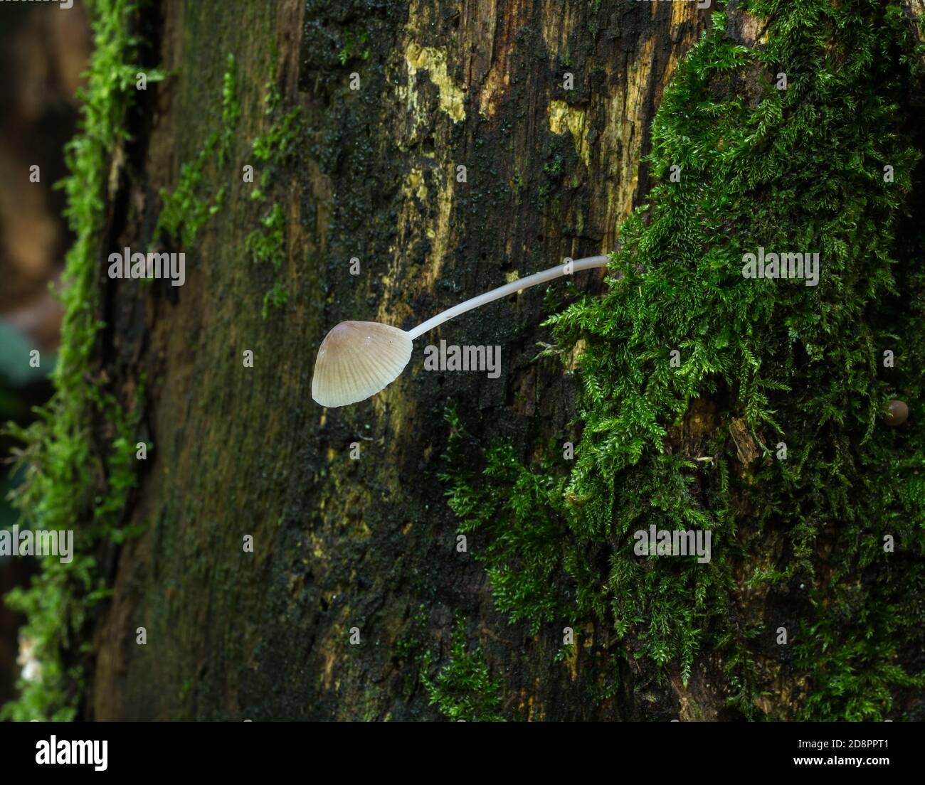 Der gewöhnliche Haubenpilz oder mycena galericulata, der von der Seite eines moosbedeckten Baumes wächst. Stockfoto