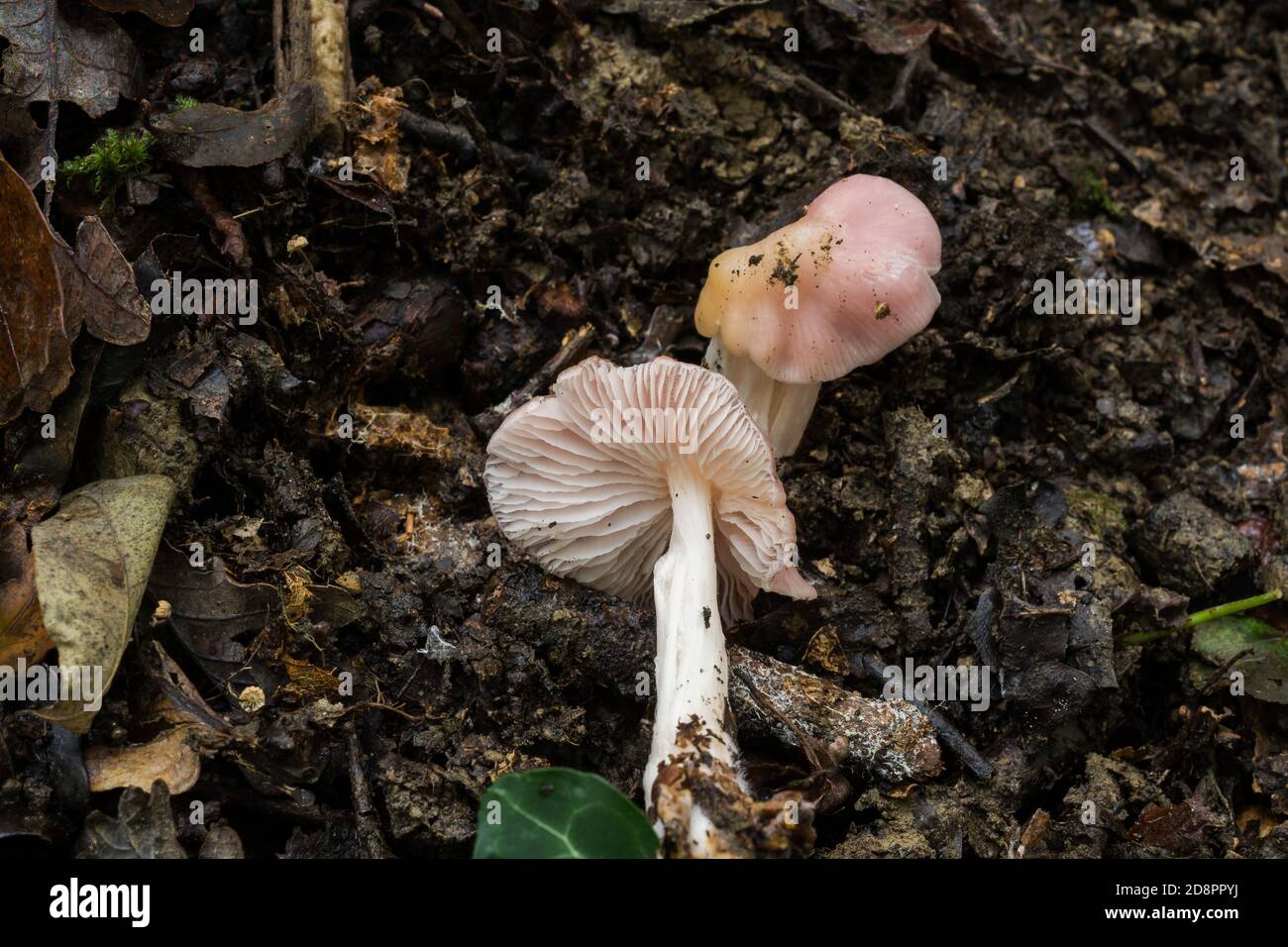 Die Kappe und der Stamm von dem, was möglicherweise ein junger "Sickner" oder der Russula emetica Pilz ist. Stockfoto
