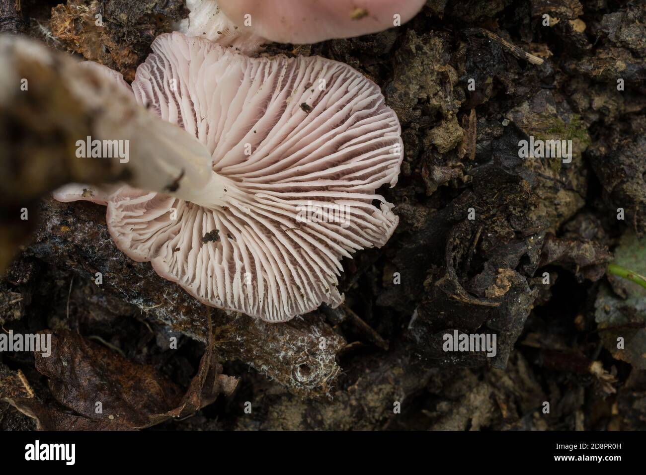 Die Kiemen von etwas, was möglicherweise ein junger "sickner" oder Russula emetica Pilz ist. Stockfoto