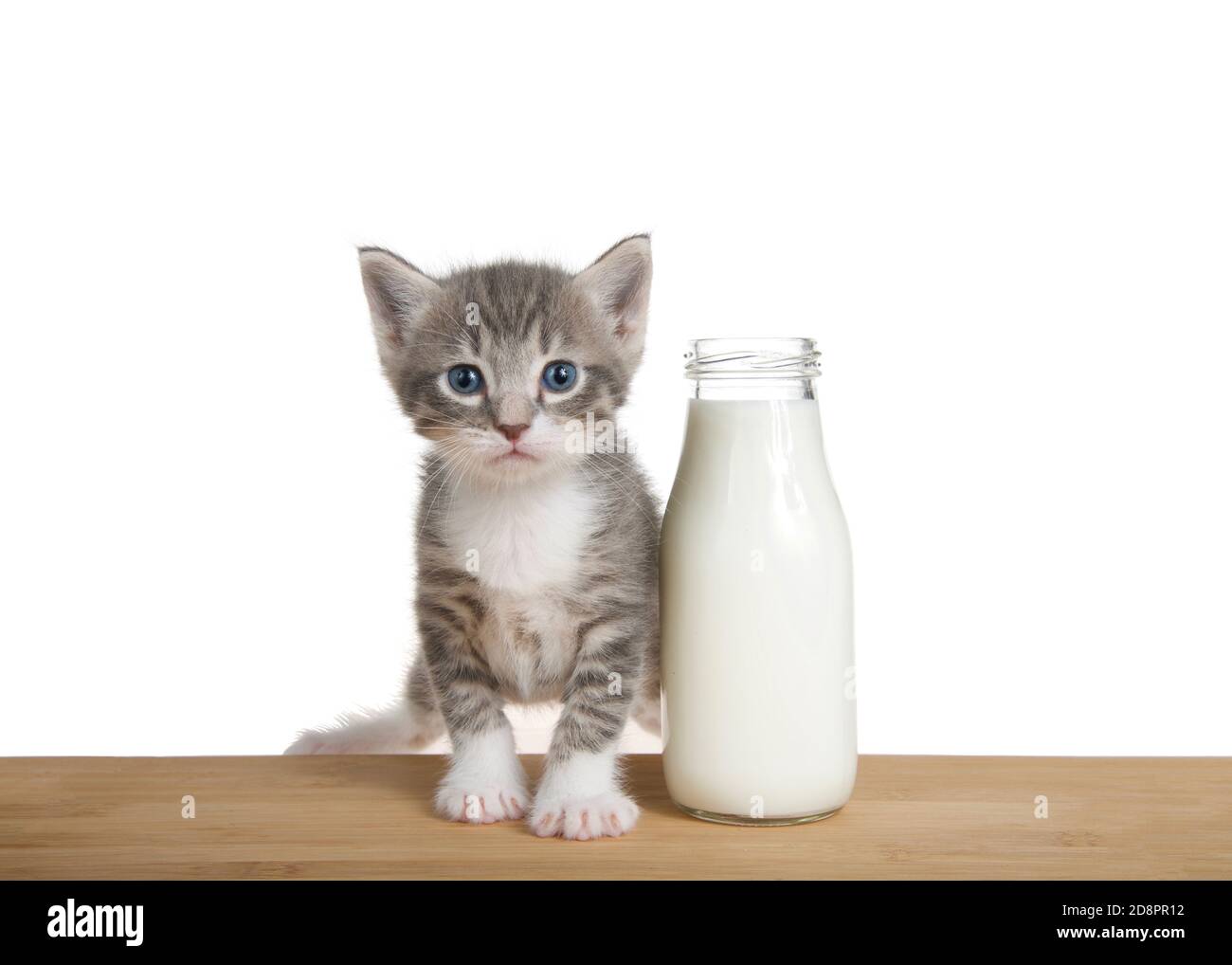 Entzückende graue und weiße Kätzchen sitzen auf einem Holztisch neben einer kitty große Flasche Milch. Kätzchen, die direkt auf den Betrachter schauen. Stockfoto