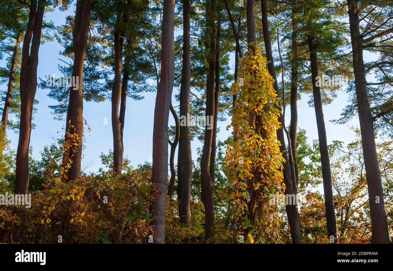 Gratgurke mit Blättern, die Farbe ändern. Kletterpflanze auf einem Baumstamm. Hain von weißen Kiefern. Hopkinton State Park, Massachusetts, New England, USA. Stockfoto