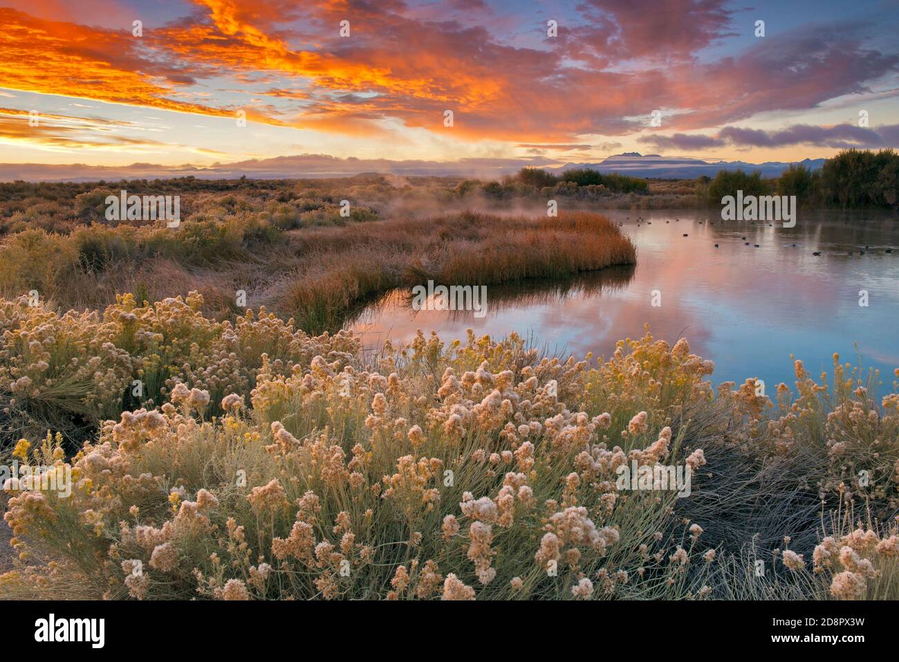 Dawn, Rabbitbrush, Warm Springs, Mono Basin National Forest Scenic Area, Inyo National Forest, Kalifornien Stockfoto