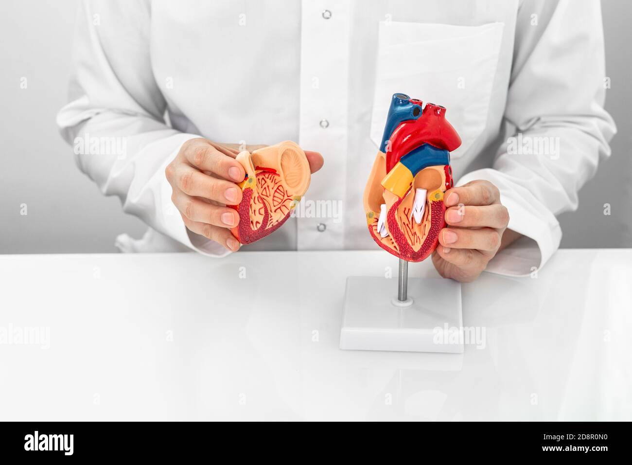 Konzept des Berufs Kardiologe, World Heart Day. Kardiologe trägt einen medizinischen Mantel, der ein anatomisches Herzmodell und eine Herzphysiologie zeigt Stockfoto