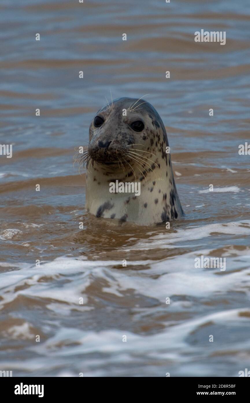 Eine graue oder gewöhnliche Robbenkopf und Schultern aus der Nordsee vor der Küste von norfolk in großbritannien während der Brutsaison im Herbst. Stockfoto