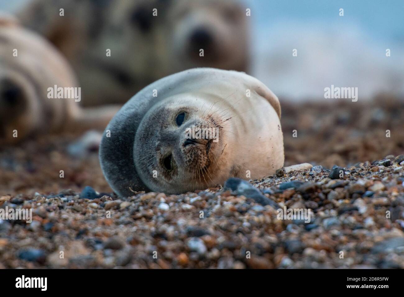 Ein grauer Robbenwelpe oder gewöhnlicher Robbenwelpe am Strand von Horsey auf der norfolk Cost, großbritannien Stockfoto