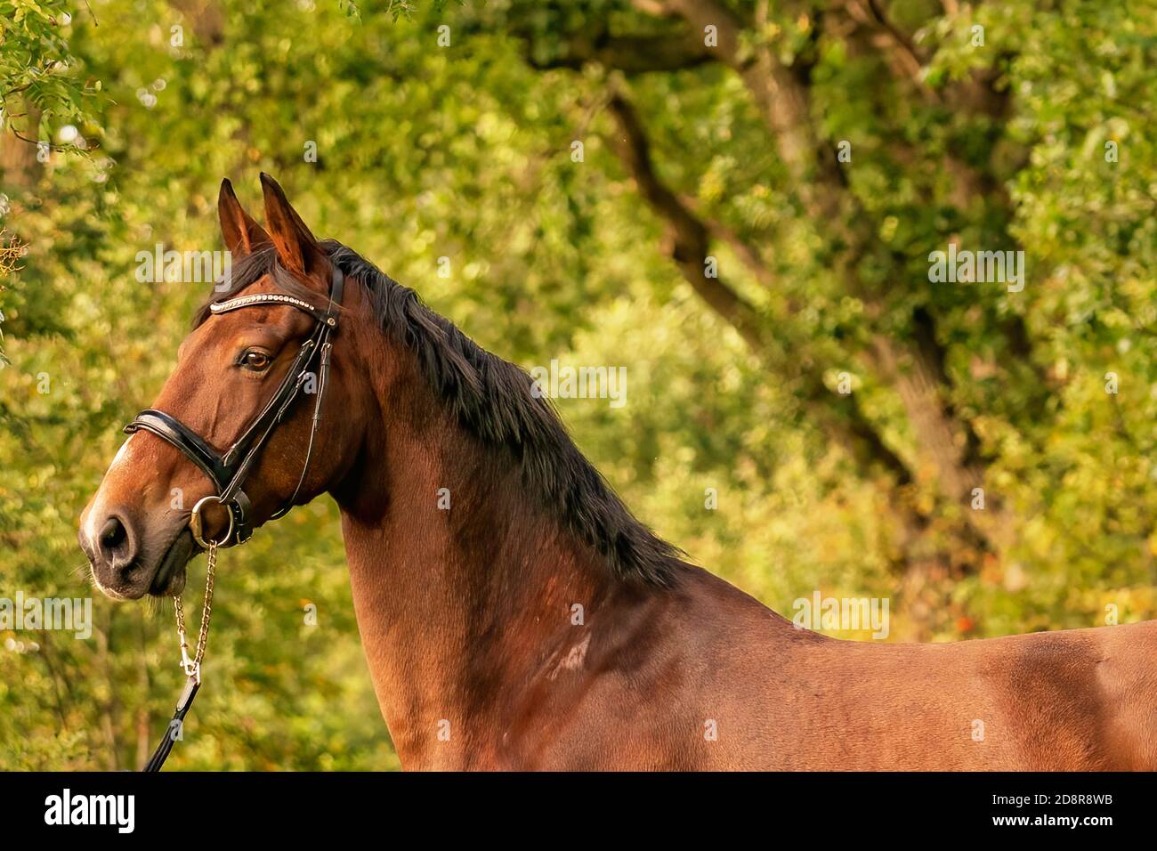 Braun Pferd Stockfotos und bilder Kaufen Alamy