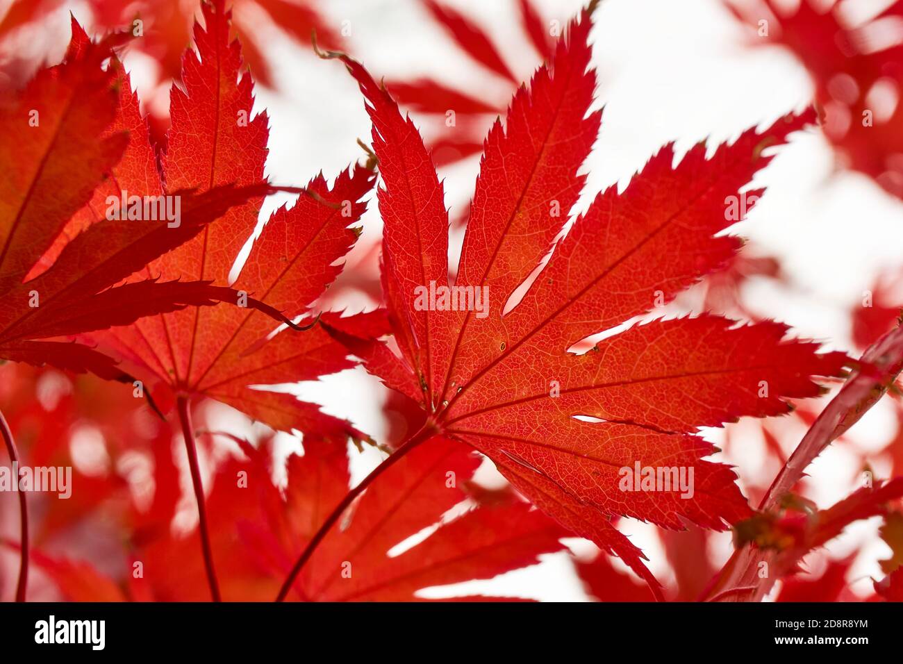 Nahaufnahme von roten japanischen Ahornblättern im Herbst. Bild mit selektivem Fokus. Stockfoto