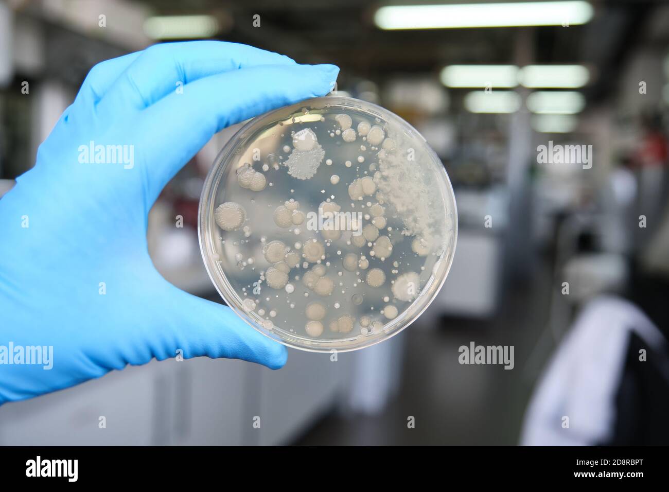 Wissenschaftler Hände halten eine Petrischale mit bakteriellen Kolonien. Laborkonzept für Routinearbeiten. Stockfoto