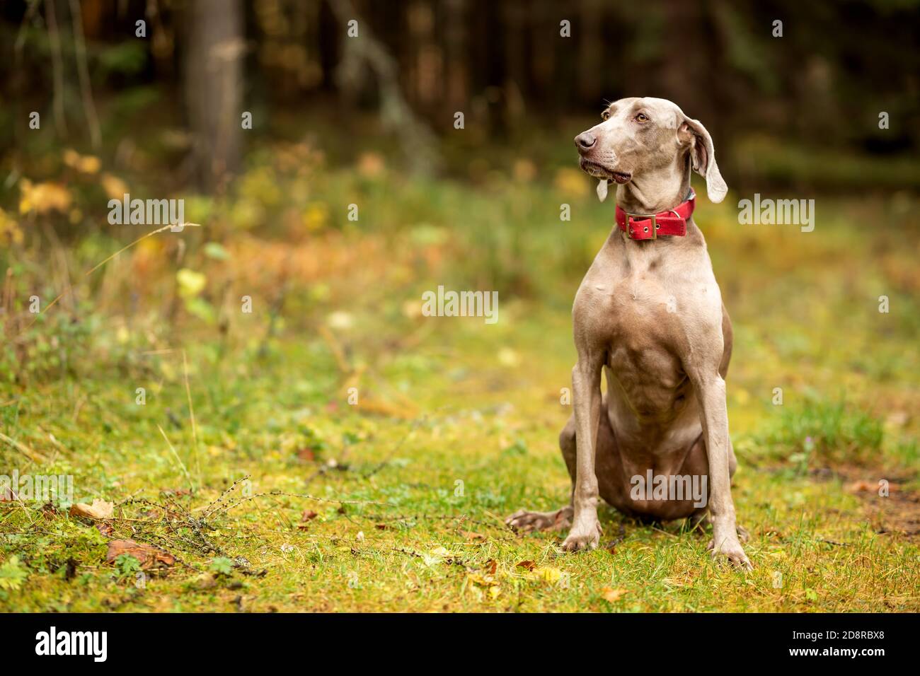Weimaraner vizsla Jagdhund sitzt im Wald Stockfoto