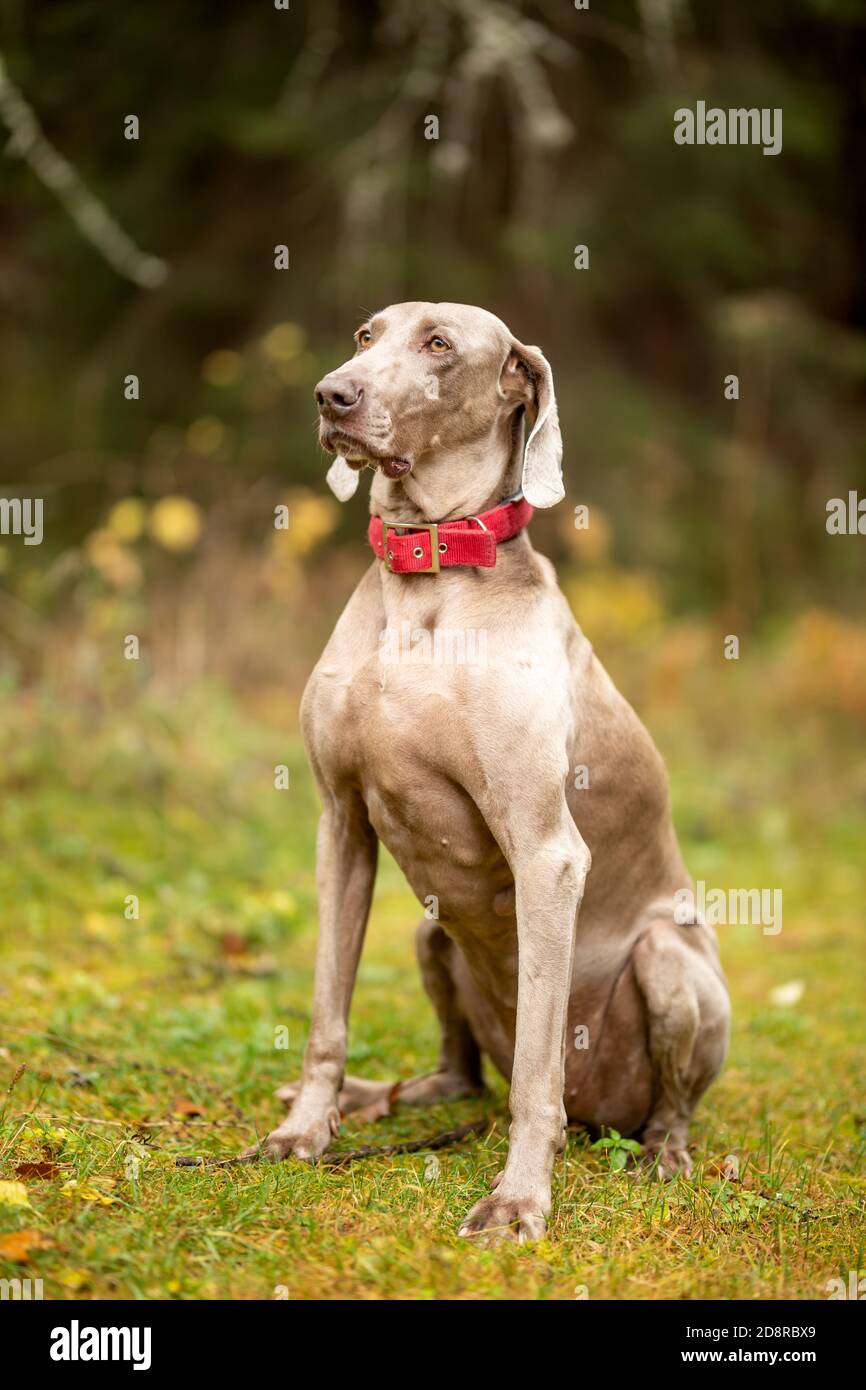 Weimaraner vizsla Jagdhund sitzt im Wald Stockfoto