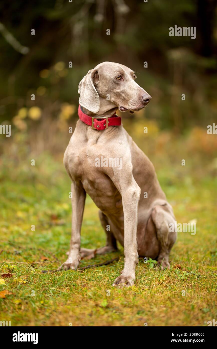 Weimaraner vizsla Jagdhund sitzt im Wald Stockfoto